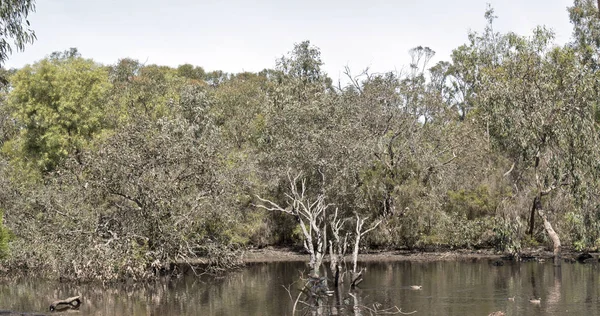 Este Lago Isla Canguro Lleno Vida Silvestre — Foto de Stock