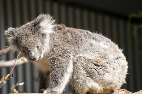 Dit Een Close Van Een Zijaanzicht Van Een Koala — Stockfoto