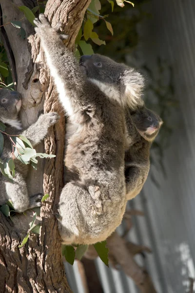 Αυτή Είναι Μια Μητέρα Koala Που Μεταφέρουν Joey Της Στην — Φωτογραφία Αρχείου