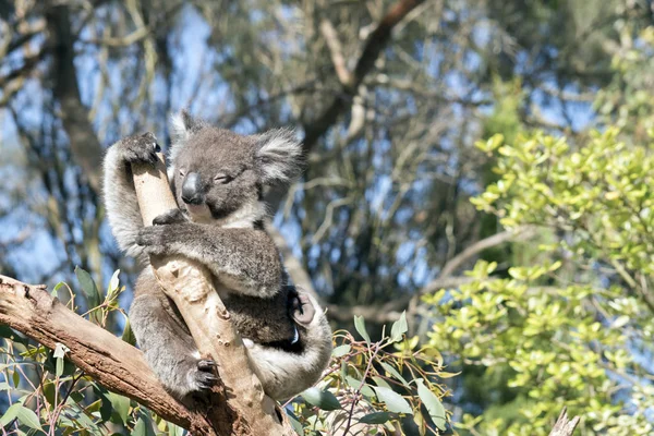 Koala Australiano Gratta Con Suo Fusto Posteriore — Foto Stock