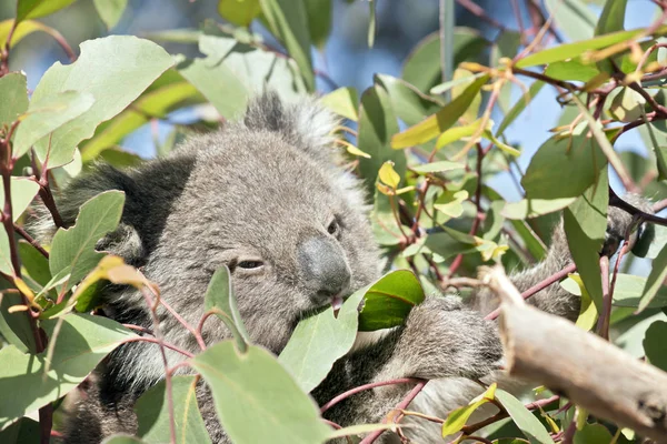 Der Junge Joey Koala Frisst Gummiblätter — Stockfoto