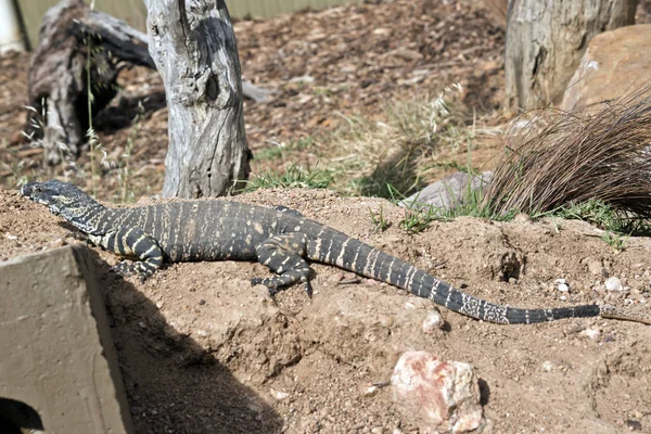 Side View Lace Monitor Lizard — Stock Photo, Image