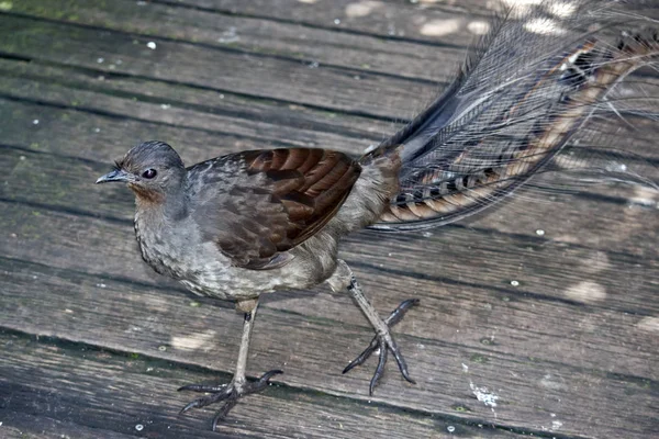 Lyre Bird Walking Wooden Platform His Feathers Being Displayed — Stock Photo, Image