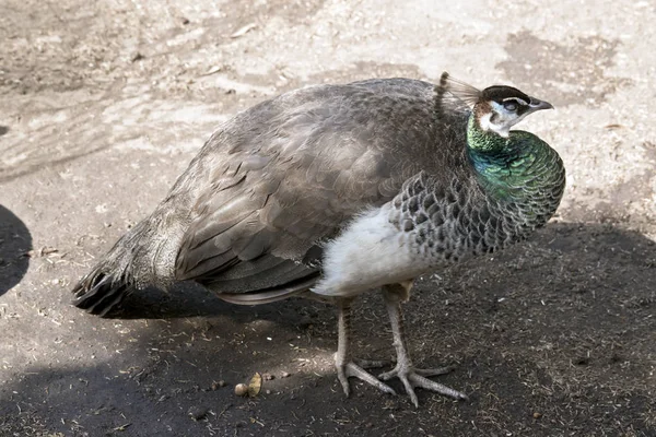 Egy Peahen Oldalnézetből — Stock Fotó