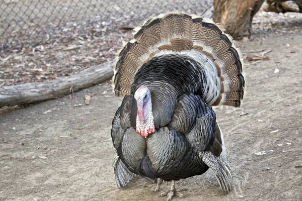 Pavo Está Tratando Hacerse Ver Más Grande Para Ahuyentar Los — Foto de Stock