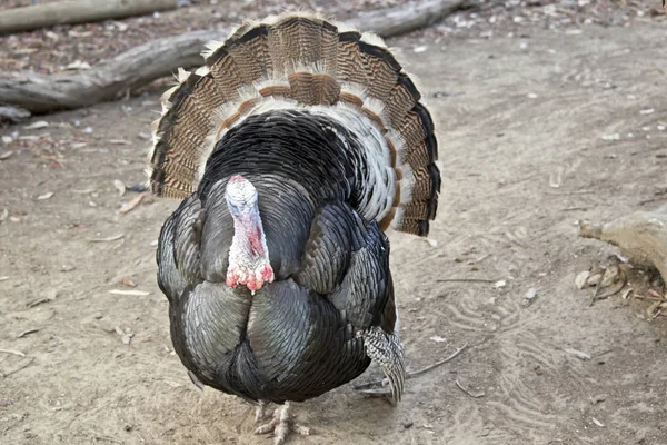 Pavo Está Tratando Hacerse Ver Más Grande Para Ahuyentar Los — Foto de Stock