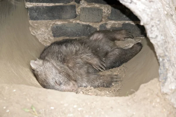 Young Wombat Resting His Burrow — Stock Photo, Image