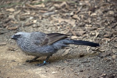 apostile kuş olarak da bilinen gri jumper, berbat jack veya cwa kuş yan görülmektedir 