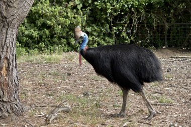 cassowary uzun bacakları ve onun başında bir yumru ile fightless bir kuştur