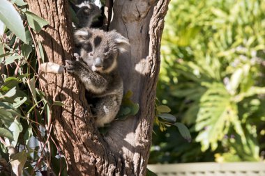 joey koala okaliptüs ağaç tırmanıyor