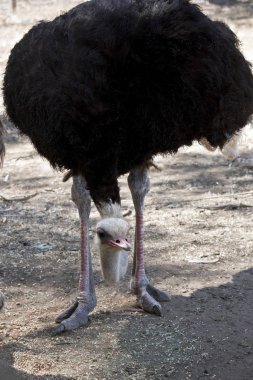 Devekuşu tohum yere yaptı yiyor