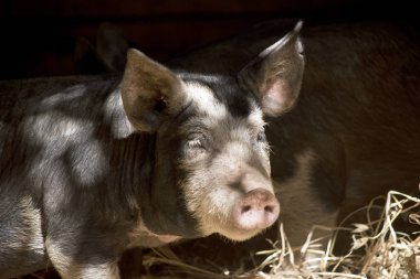 piglet saman gölgede duruyor