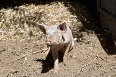 Bu oturarak genç domuzun teki