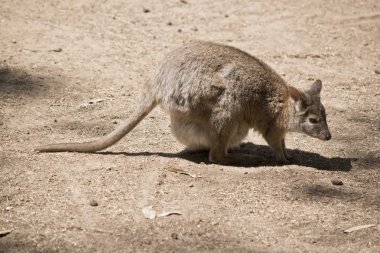 Kızıl boyunlu pademelon bir joey onu çanta içinde vardır.