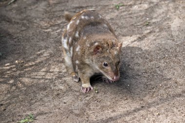 Benekli Benekli'yi zemin boyunca yürüyor