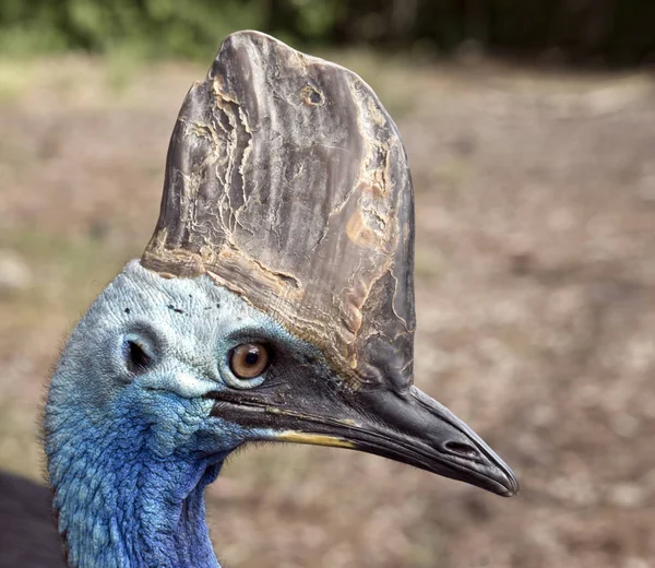 Blízko Cassowary — Stock fotografie