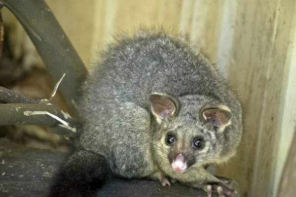 Den Gemensamma Brushtail Possum Sitter Trä Logg — Stockfoto