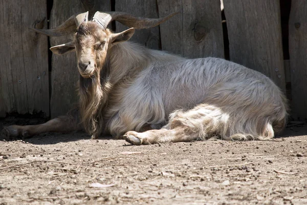Billy Goat Odpočívá Stínu — Stock fotografie
