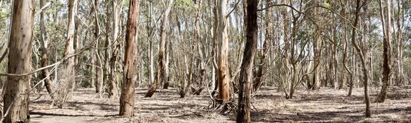 Dit Een Landschap Van Pardama Kangaroo Island — Stockfoto