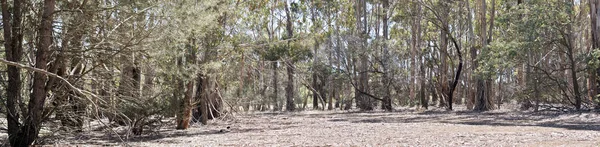 Dit Een Landschap Van Bomen Parndama Wildlfe Park Zuid Australië — Stockfoto