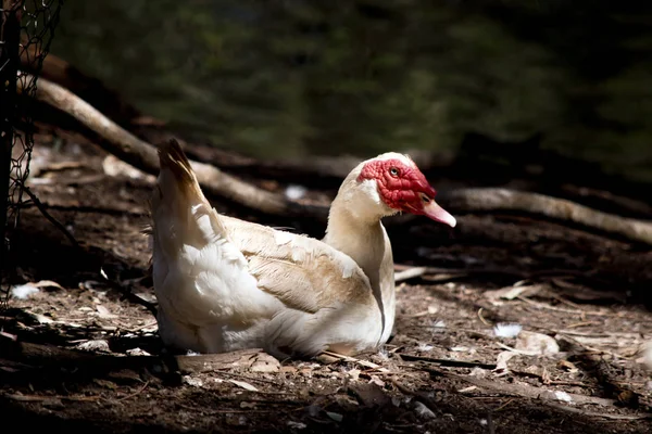 the muscovy duck is resting on the river bank
