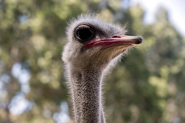 Close Ostrich Side View — Stock Photo, Image