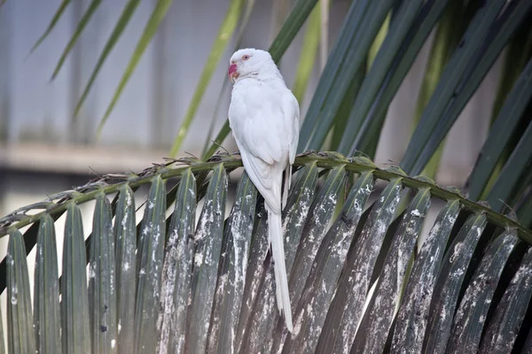 Blanco Indio Ringneck Parakeet Tiene Pico Rojo Naranja —  Fotos de Stock