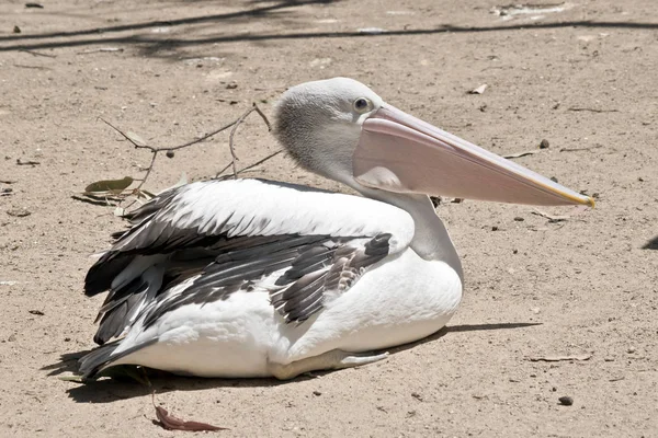 Dies Ist Eine Seitenansicht Eines Australischen Pelikans — Stockfoto