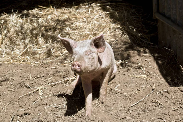 Bu oturarak genç domuzun teki