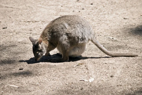 Questa Una Vista Laterale Pademelon Dal Collo Rosso — Foto Stock