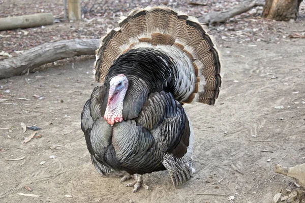 Pavo Está Tratando Hacerse Ver Más Grande Para Ahuyentar Los — Foto de Stock