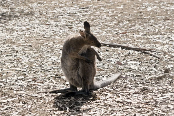 Macho Vermelho Pescoço Wallaby Está Tendo Arranhão — Fotografia de Stock