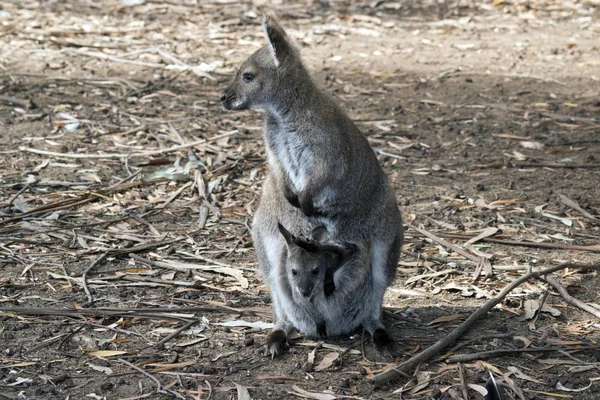 Red Nucked Mother Wallaby Has Joey Her Pouch — стоковое фото