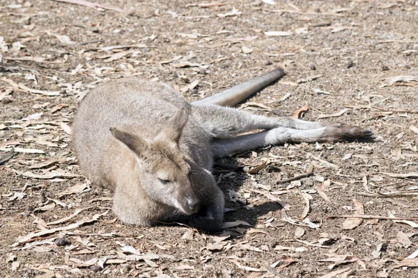 Macho Wallaby Pescoço Vermelho Está Descansando Sol — Fotografia de Stock