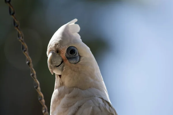 Petit Cacatoes A Huppe Images Libres De Droit Photos De Petit Cacatoes A Huppe Depositphotos