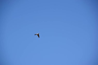 Avustralya hobi şahin ek yükü uçan