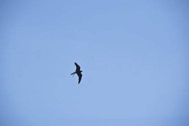 Avustralya hobi şahin ek yükü uçan