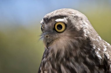 peçeli baykuş yakın bu