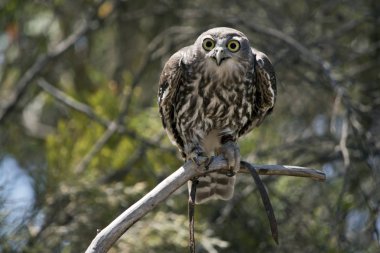 bir ağaç dalı havlayan baykuş tünemiş