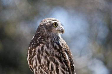 havlayan baykuş yakın bu