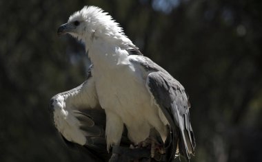 deniz kartal tüyleri rüzgarda karıştırdı vardır