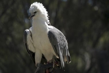 deniz kartal tüyleri rüzgarda karıştırdı vardır