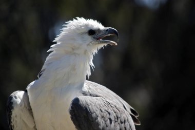 Deniz kartalı yakın bu