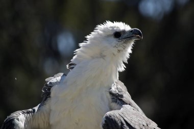 Deniz kartalı yakın bu