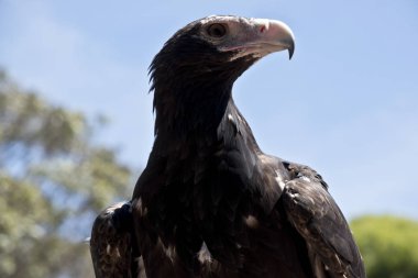 Bu bir kama kuyruklu kartalın yakın çekimi.