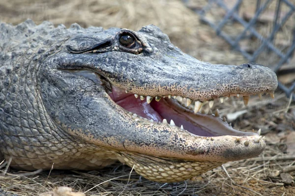 Dies Ist Eine Nahaufnahme Eines Alligators — Stockfoto