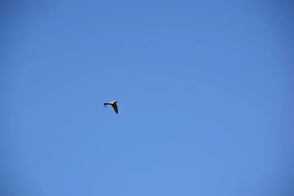澳大利亚的爱好猎鹰在头顶飞行 — 图库照片