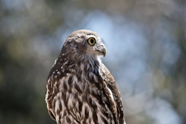 Close Barking Owl — Stock Photo, Image