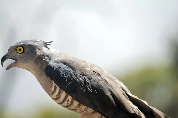 this is a side view of a Pacific baza