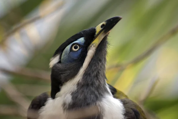Bir Mavi Yüzlü Honeyeater Muz Kuş Yakın — Stok fotoğraf